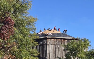 How to Deal with Animals in Your Attic