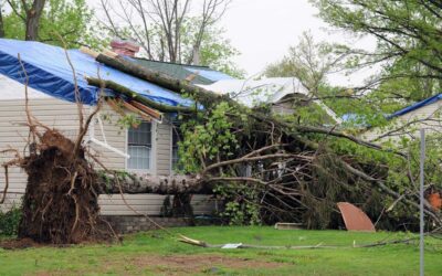 Tree Fell on Your Roof? What Northeast Ohio Homeowners Should Do Next