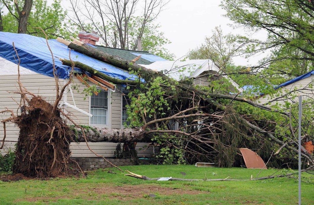 tree fell on roof